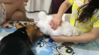 Reveillòn 2015 apresentado pelo Victor