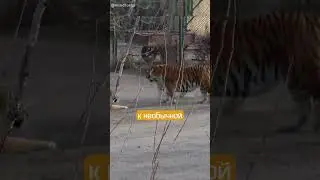 Тигр быстро показал, кто теперь главный