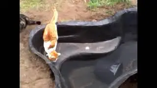 Cats playing round new pond..