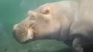 Зоопарк в Ганновере/ 🦩Фламинго 🦛 Бегемоты 🦏 Носорог 🦆Утки 🐐 Козлики 🐺 Волк
