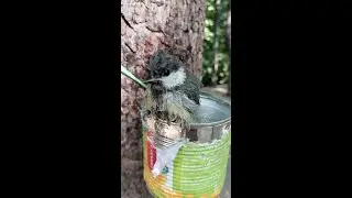 Синица решила помыться в поилке / The bird decided to wash in the drinking bowl