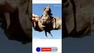 Top 5 most mysterious finds #short #finds #monster