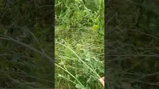 Правильное садоводство.