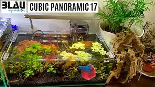 NUOVO ALLESTIMENTO per Betta Splendens (Parlato) 💦 Blau 17 litri