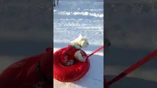 Собачий патруль
