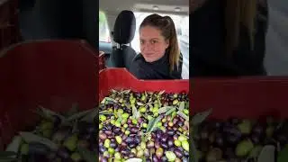 Olive Harvest Casa Minchilli 2020