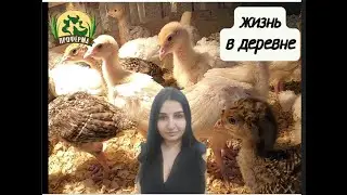 ВОЗИМ СЕНО! ЧИСТКА БРОЙЛЕРНИКА. ЖИЗНЬ В ДЕРЕВНЕ. ФЕРМА С НУЛЯ