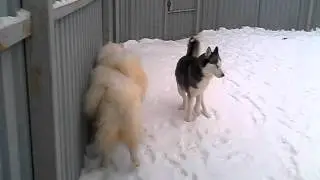 Хаски центр 