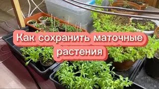 Маточники петунии и калибрахоа , как сохранить 🤔