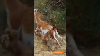Охота😱😯🦴