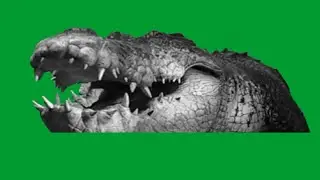 green screen crocodille HD
