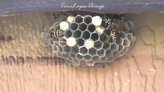 Wasp Nest, Hive YellowJackets TIME LAPSE