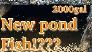 New pond fish !
