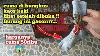 I COULDN'T BELIEVE IT!! THIS BIRD IN SOCKS IS SO HIGHLY CHICKEN