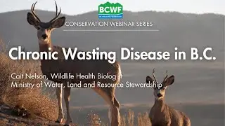 Chronic Wasting Disease - What to know for the upcoming hunting season