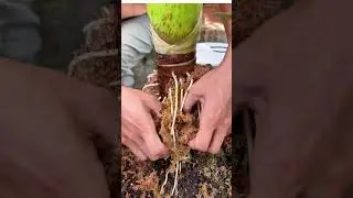 Alocasia Serendipity Variegated Replanting #gardening #plants #propagation