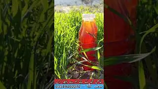 Sidr Pure Honey|خالص شہد #Shorts #ytshorts #youtubeshorts
