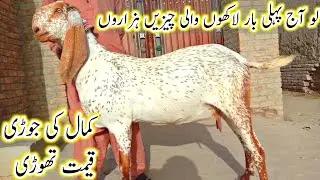 Makhi cheeni pregnant goats آج پہلی بار لاکھوں والی چیزیں ہزاروں میں مکھی چینی گبھن پٹھیں پہلے وارے