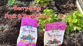 Berry-tone fruit and berry food. Is it worth it?