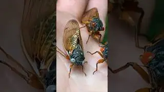 Rare blue eyed cicada!