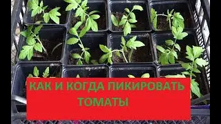 366. 2020 СНАЧАЛА ПОСМОТРИТЕ ВИДЕО А ПОТОМ ПИКИРУЙТЕ ТОМАТЫ