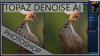 Using Topaz Denoise AI - A Video For Bird Photographers