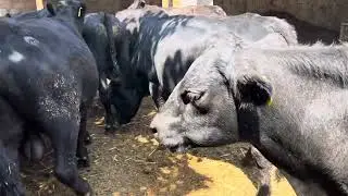Абердина Ангус буқалар 901550444 903057667 917409091 манзил қоқон.