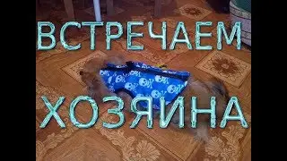 Чихуахуа Тула встречает вечером хозяина.  Скучал, видно