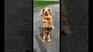 What is a dapple dachshund? #dapple #merle #dappledachshund #dachshundpuppy #dachshund #puppy