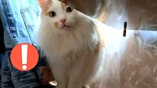 Spectacular disappearance of the Cat!