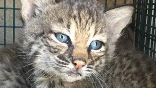 I adopted two extremely rare ‘abandoned Bengal kittens’ – but we discovered the shocking truth after
