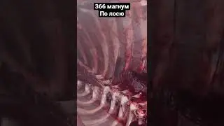366 magnum по ЛОСЮ