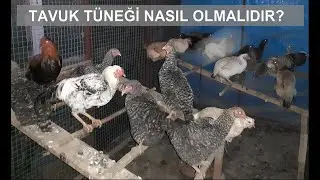 Tavuk Tüneği Nasıl Olmalıdır?