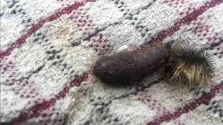 The 60 Day No Contact Project - Day 42-  The cocoon