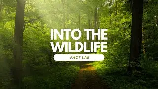 THE INSECT with Nature Sounds Colorfully Dynamic