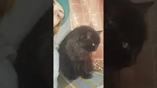 Cat XENIA talking😻 Кошка Ксюня разговаривает😻  