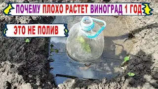 🍇 Почему так "ПЛОХО" РАСТУТ саженцы винограда 1 ГОД. Что МЕШАЕТ росту и ЧТО можно СДЕЛАТЬ.