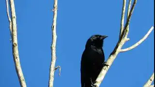 Graúna PÁSSARO PRETO cantando na natureza