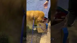 My dog searches for snacks #goldenretriever