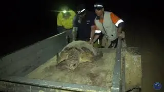 Turtle Tracking Preparation
