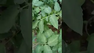 Удивительный сорт! Томат-гном Гэндальф🍅🍅🍅 