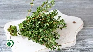 75 Чабрец – от бессонницы и не только