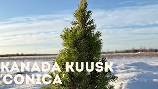 Kanada kuusk - Conica 4K