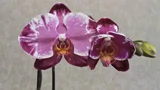 Фаленопсис Сакрифайс. Летнее цветение.. 😍