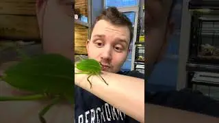 Opened a terrarium for the Giant Papuan Grasshopper