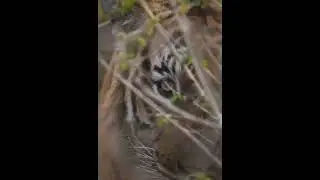 King open the eye | Lion opening eye capture | Tiger #jaguar #wildlife  #shorts