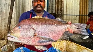 KASIMEDU SPEED SELVAM FISH CUTTING VIDEO CUTTING FOCUS