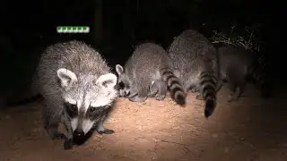 31 Days of 🦝 - 28 - See You Next Fall!