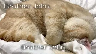 Are You Sleeping Brother John | Kids Songs | Cat Snoring Bonus!