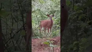 Having a starting contest with a deer